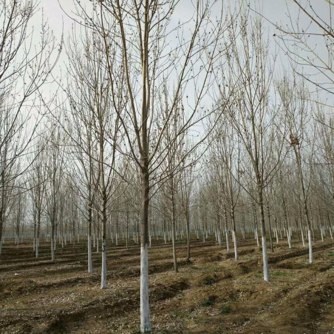 白蠟樹  向陽苗木 白蠟樹價格 白蠟樹基地