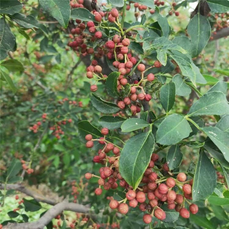 基地長期供應(yīng)品種好花椒苗 批發(fā)九葉青花椒苗  建康苗木 獅子頭花椒苗 山東基地花椒樹苗