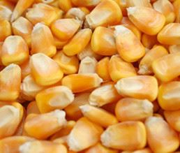 長期求購玉米麩皮油糠等飼料原料