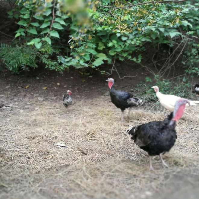 四川土雞 生態放養蟲草雞 農場自己活動雞 糧食草樹葉雞 農場直銷