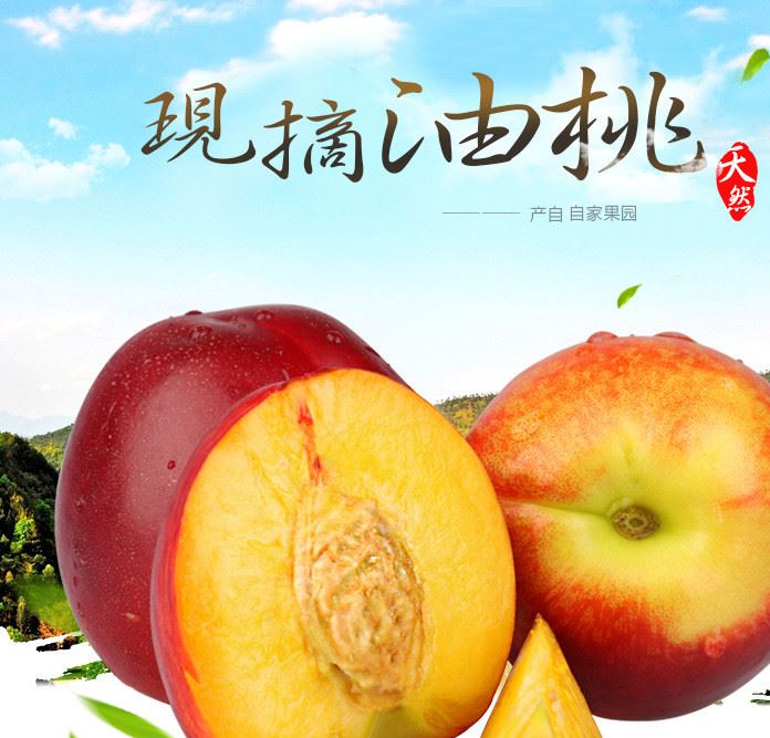 廠家直銷 油桃 新鮮時令油桃 新鮮水果 126桃子甜脆非水蜜桃