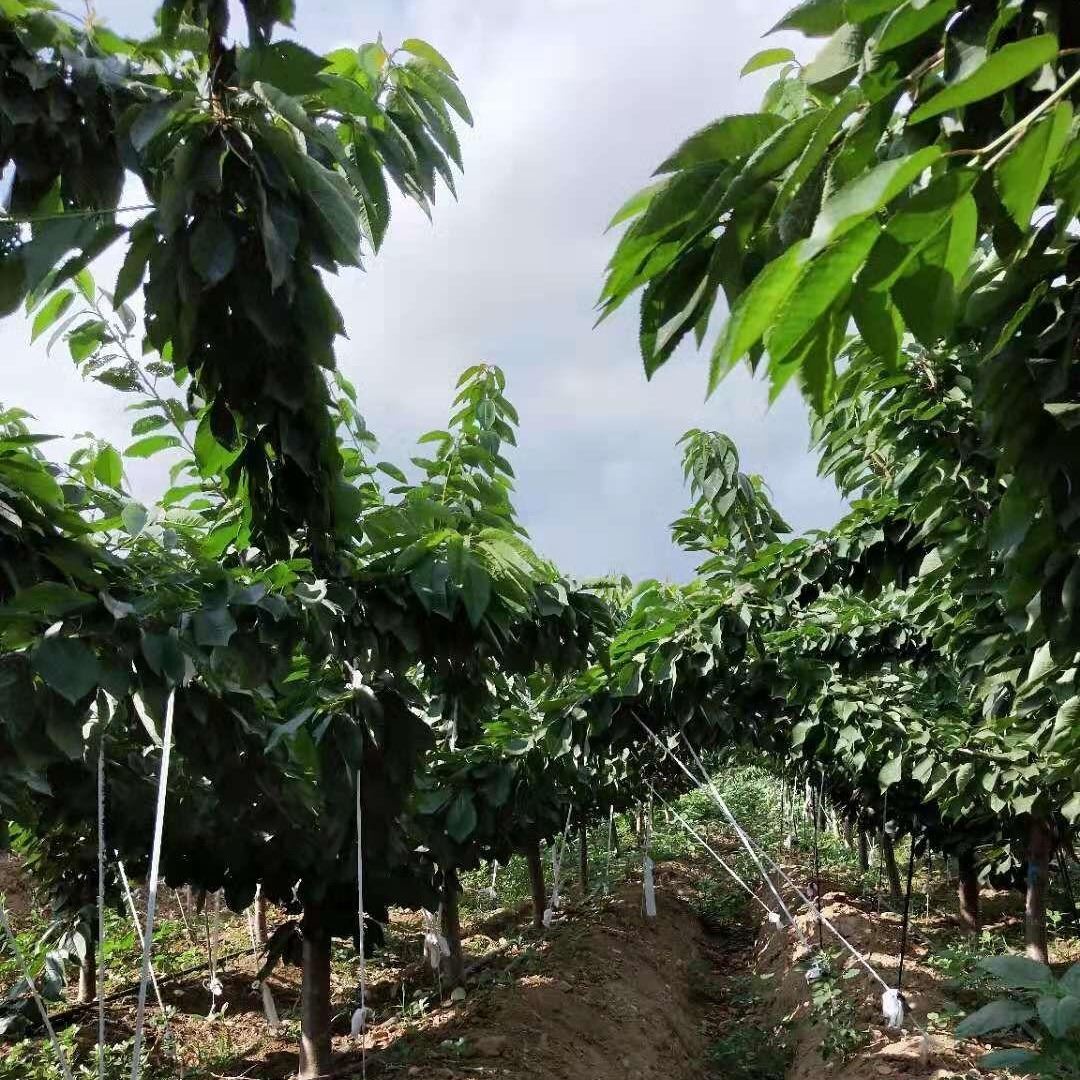 恒源綠康廠家批發櫻桃苗,美早 美國一號櫻桃苗，