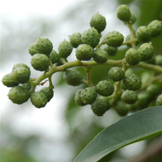 規(guī)格的花椒樹現(xiàn)貨批發(fā) 山東興鑫苗圃基地常年批發(fā) 質(zhì)優(yōu)價(jià)廉