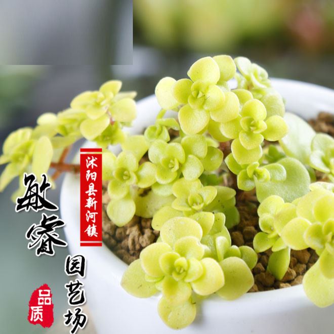 批發(fā)多肉植物批 黃金萬年草  肉肉植物批發(fā) 花卉綠植迷你盆栽