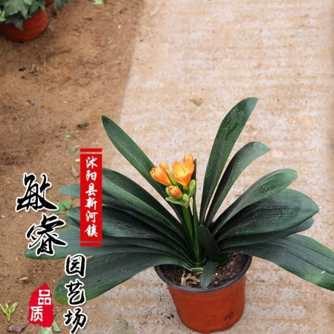 盆栽花卉低價(jià)批發(fā) 君子蘭小苗 盆栽植物 君子蘭盆栽 凈化空氣