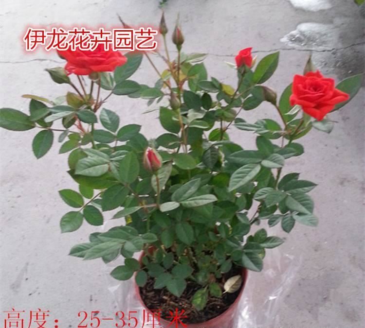 伊龍花卉大量批發(fā) 玫瑰花苗  各種盆栽花苗 四季開(kāi)花 花期長(zhǎng)