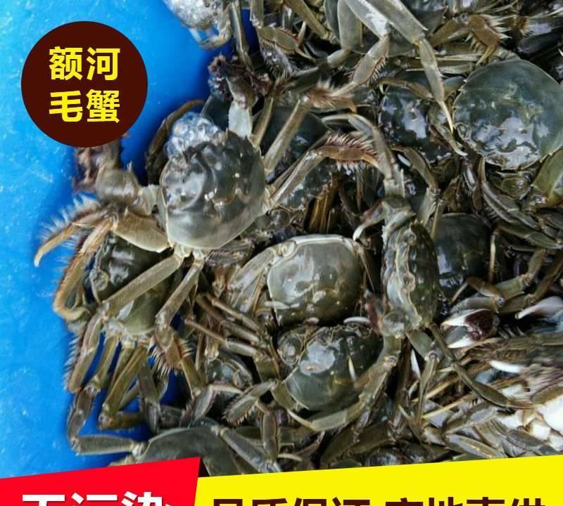 新疆養(yǎng)殖蟹 農(nóng)戶自養(yǎng)蟹直銷 蟹肥蟹黃多 廠家直銷