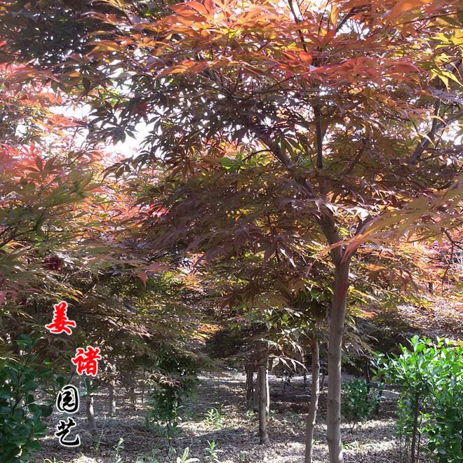 紅楓樹苗 紅楓樹樁  行道樹  庭院植物  基地直銷  規(guī)格