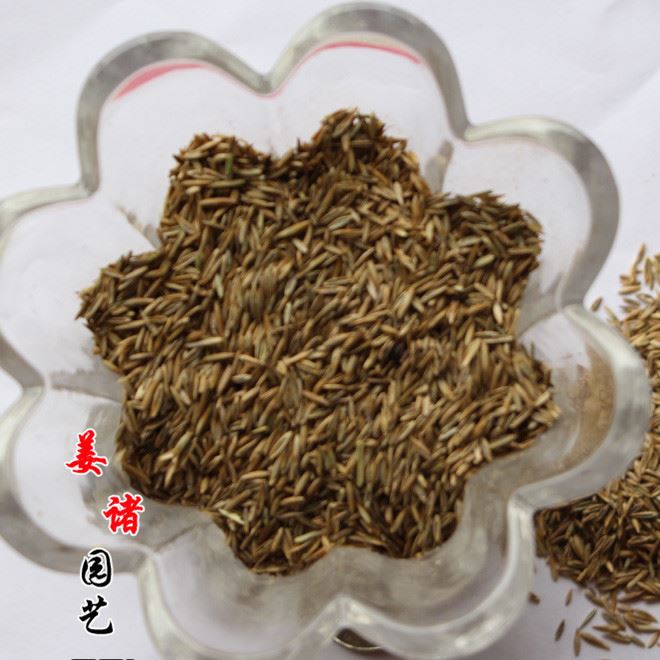 批發(fā)供應(yīng)高羊茅種子 出芽率高 品種 廠家直銷  實物拍攝