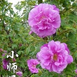 陽(yáng)臺(tái)庭院綠植花卉 巴黎約會(huì) 攀爬玫瑰月季花苗 藤本月季 四季開(kāi)花