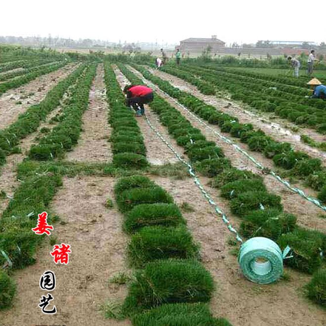 草坪種子草皮平方果嶺草高爾夫球場家庭專用四季常青無需修剪