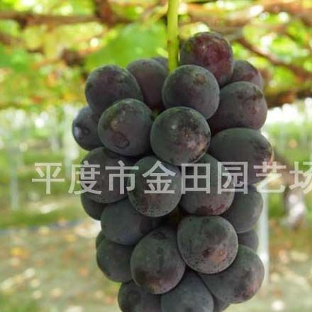 育苗基地直銷 ピオーネ 葡萄樹苗 南北方種植