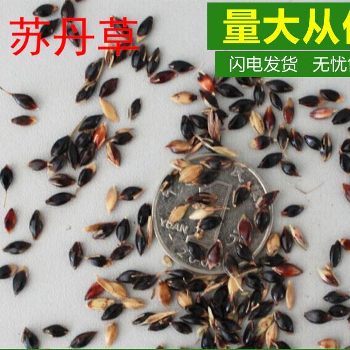 營養(yǎng)豐富牧草種子 蘇丹草種子 被譽為養(yǎng)魚 草種批發(fā)零售