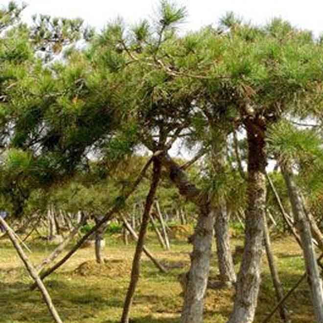 山东景松苗圃种植基地批发价出售绿化景松苗 适合南北方种植