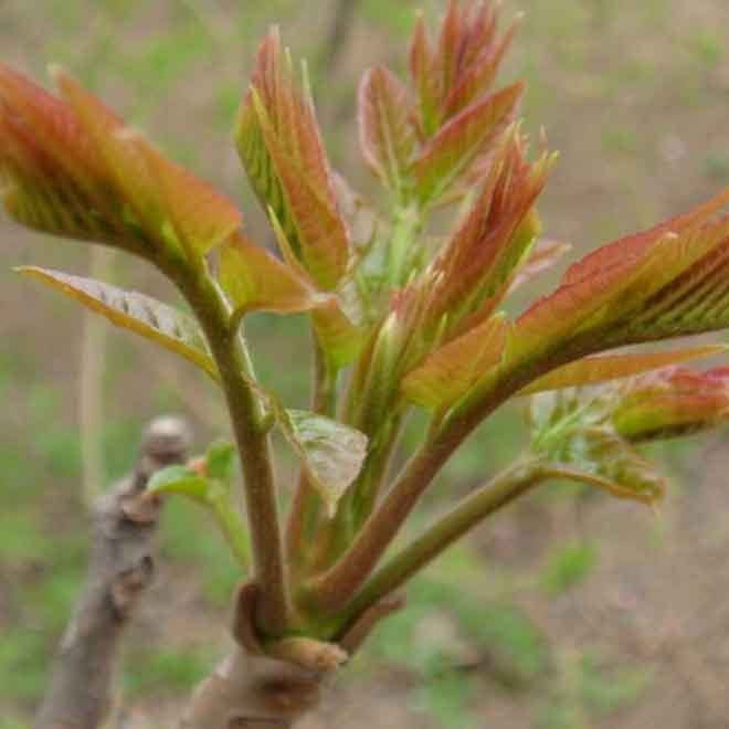 厂家供应红油香椿树 当年可食用香椿  红油香椿  易成活