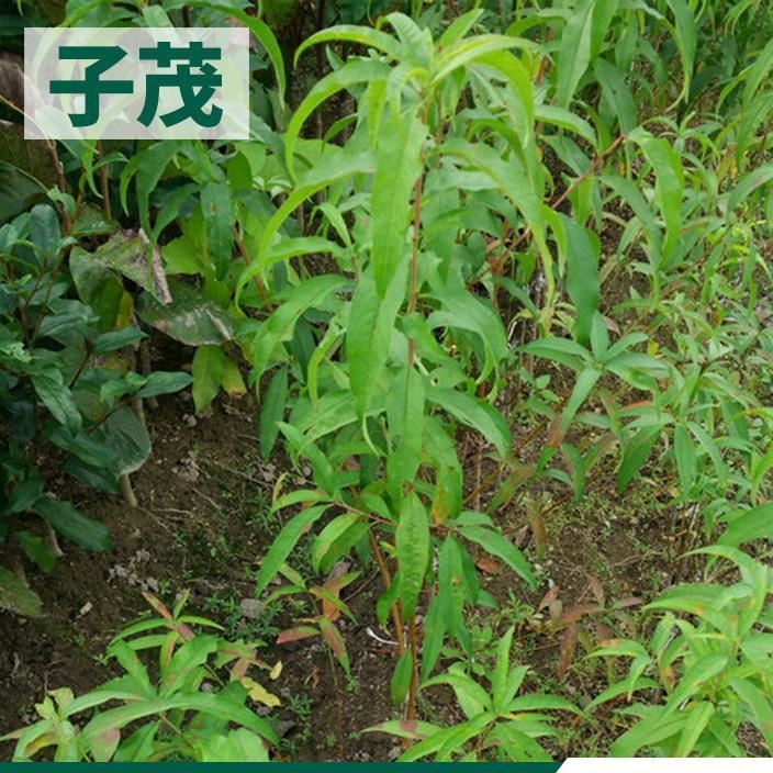 桃树苗2年苗庭院果树苗 种植新品种果树苗 园林绿化果树苗批发