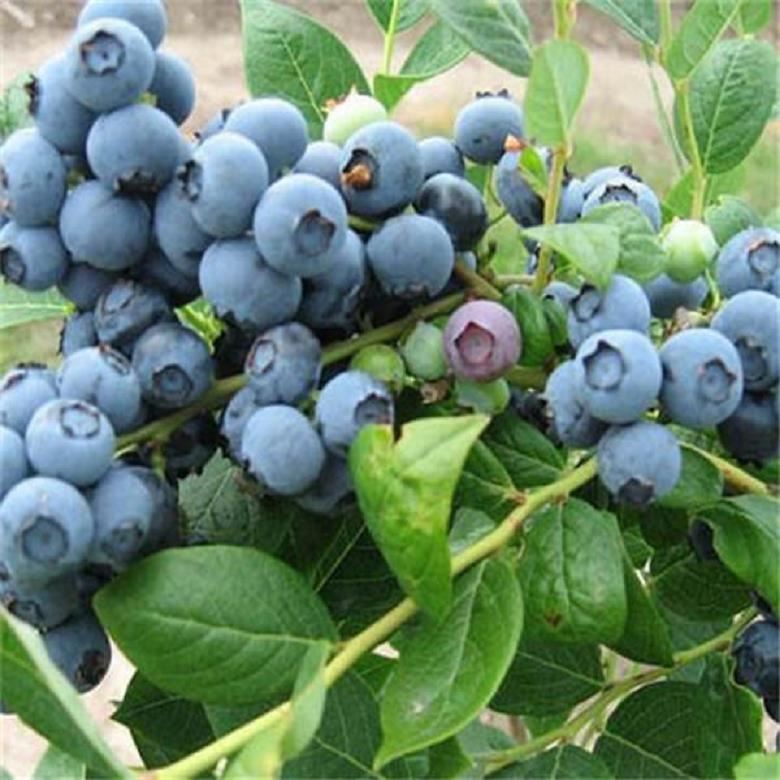 藍莓苗現挖現賣 價格優(yōu)惠 質量放心 信達培育基地
