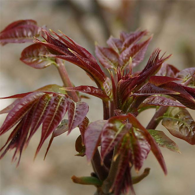 批發紅油香椿樹苗 香椿苗 庭院陽臺果樹 紅油香椿芽