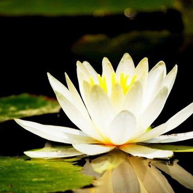 夏季水培植物 小睡蓮根莖 水生花卉 迷你睡蓮根塊  基地直銷