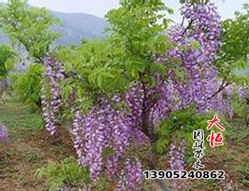 紫藤樹苗綠植盆栽花卉庭院爬藤花木江蘇苗木直銷