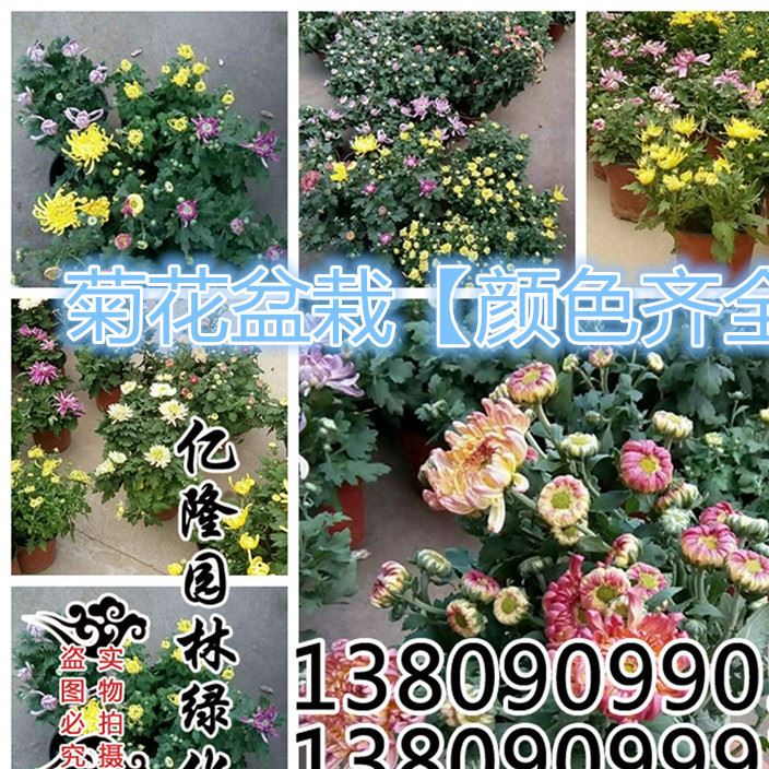 批发：绿植盆栽  菊花苗 菊花盆栽 当年开花 适合种植！包成活