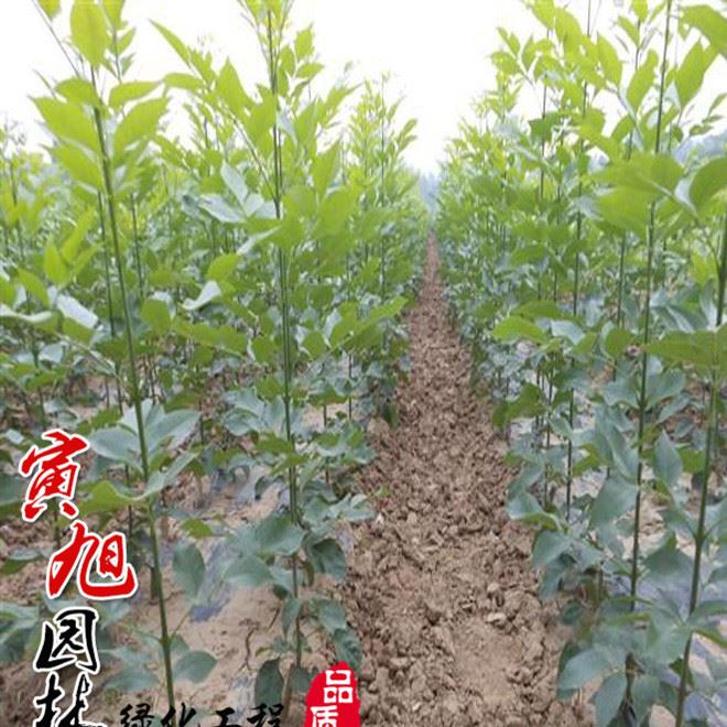 速生白蠟小苗直銷 規(guī)格 白蠟樹苗 白蠟樹苗價格 工程綠化苗