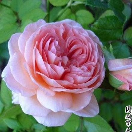 Rose Flowers 藤本爬藤月季 亞伯拉罕達(dá)比藤蔓類花卉芳香月季