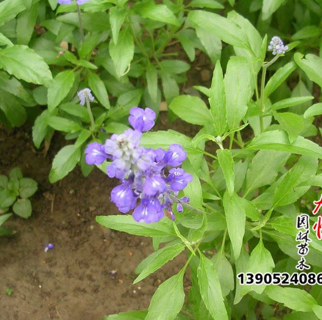 蘭花鼠尾草 盆栽藍(lán)花鼠尾草 紫花鼠尾草 品種量大優(yōu)惠
