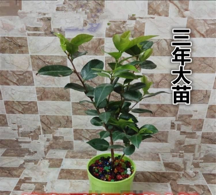 批發(fā)四季精品茶花樹苗茶花小苗  盆栽地栽植物花盆花包運費