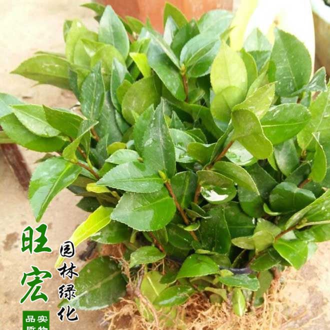 工程綠化小苗批發(fā) 茶花樹苗 品種 庭院茶花盆栽帶花苞