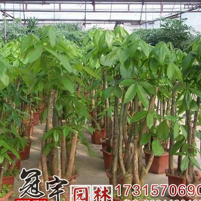 批发独杆树辫子大型植物盆栽 室内办公大型绿化植物富贵树