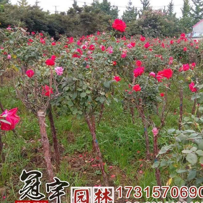 树状月季花苗 高杆月季 绿化苗 月季苗盆栽 品种基地发货