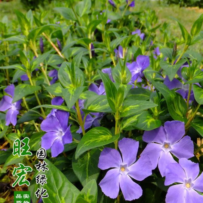 工程綠化觀花植物 爬藤植物 花葉蔓長(zhǎng)春藤苗 金邊常春藤 凈化空氣