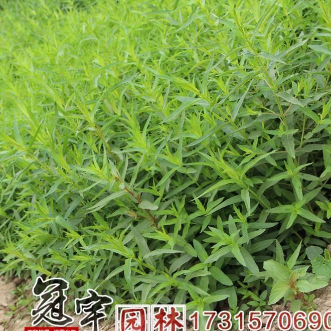 千屈菜水生花卉 千屈菜批发 水生植物 千屈菜小苗 量大优惠