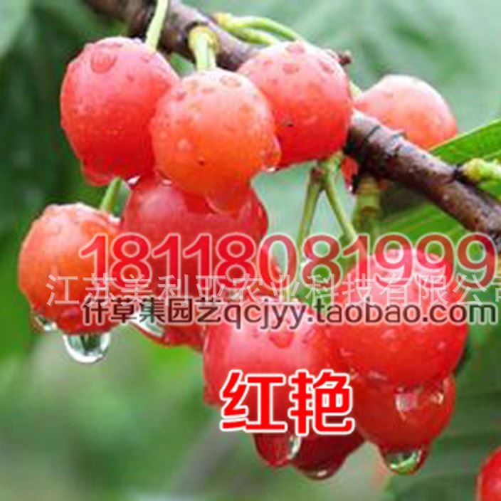 櫻桃苗紅艷矮化苗基地批發(fā)車?yán)遄用缂藿用缗柙缘卦晕迥昝?
                                                         style=