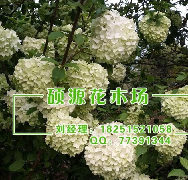 批發(fā)：木繡球苗，木繡球，庭院藤本植物花卉，室內(nèi)南北方種植