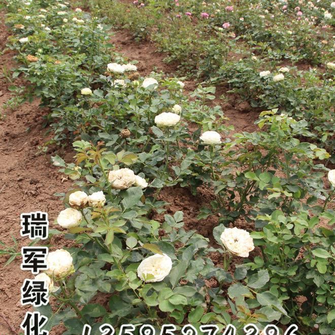 夢(mèng)之雷月季 品種月季 歐洲月季的夢(mèng)之雷庭院花卉植物基地發(fā)貨