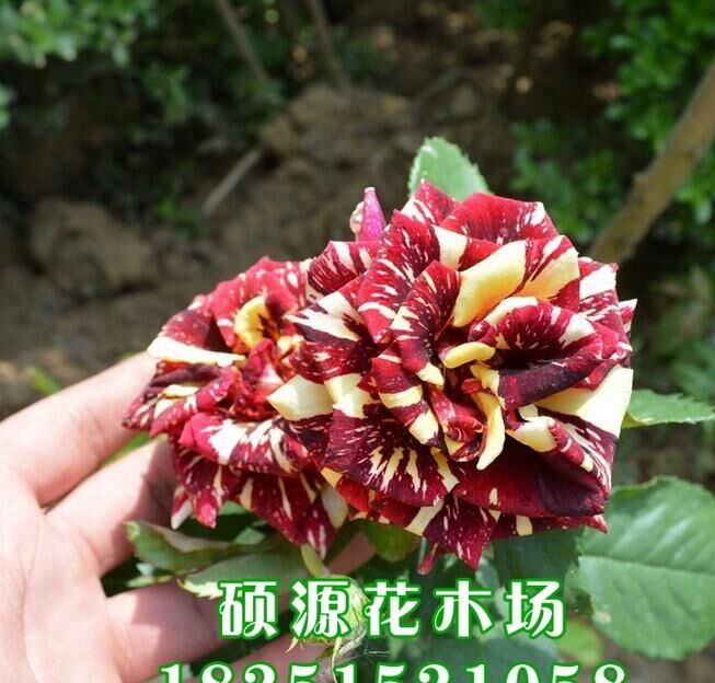 庭院盆栽地栽觀花花卉植物綠植 月季玫瑰流星雨 花苗帶花苞