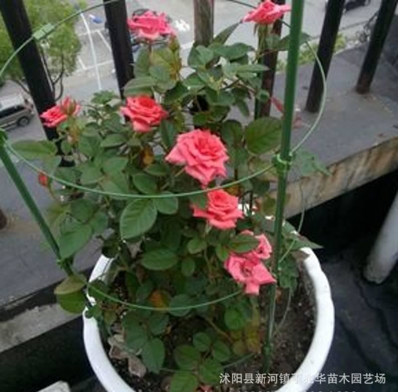 爬藤支架花架 園藝植物鐵藝室內(nèi)月季花架藤本花支架包郵盆栽