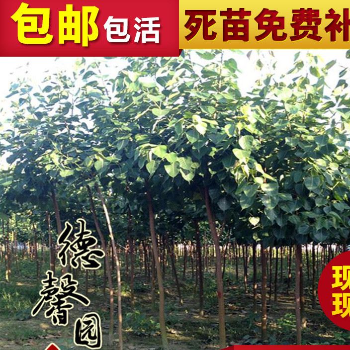 名贵树种 菩提树苗直销  花可入药 寺庙公园风景树 菩提苗价格