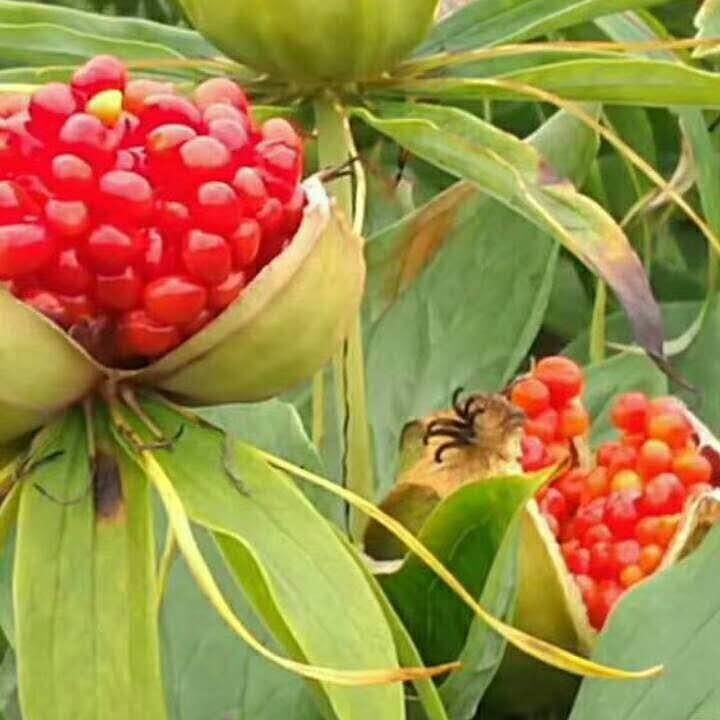 大量供應(yīng)滇重樓 七葉一枝花 種苗種子 蟲樓蟲蔞蟲樓重婁 價格優(yōu)惠成活率高