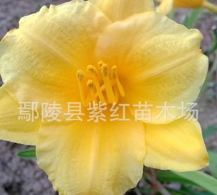 供應Z大花 金娃娃萱草 河南許昌花卉苗木植物造型動物藝術造型