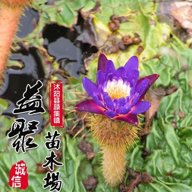 低价批发芡实苗 水生植物净化水体 芡实别称 鸡头米 量大优惠