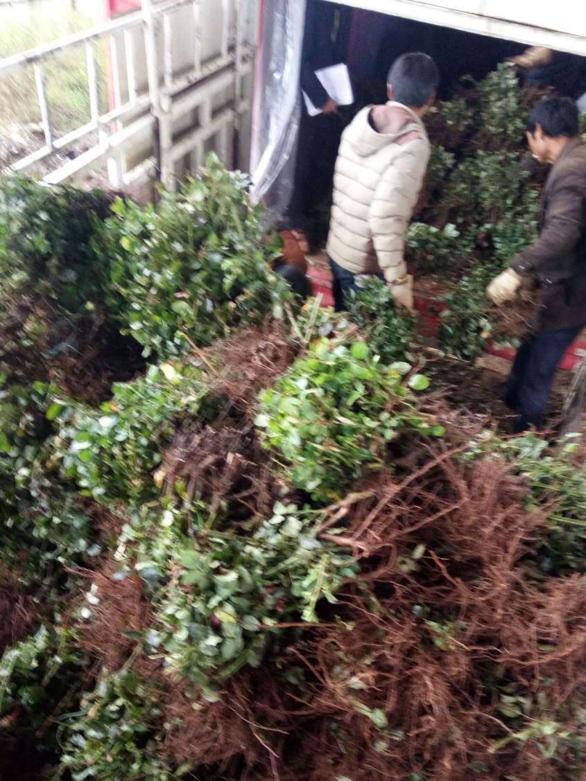 云南月季大苗 玫瑰大苗