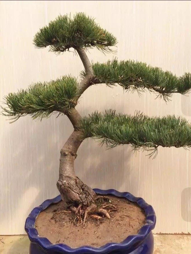 精品大阪松盆景原產地歡迎考察訂購