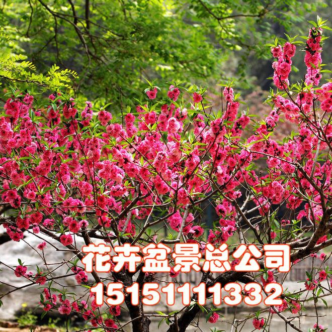 基地直銷綠化喬木 紅葉碧桃 紫葉碧桃規格 紫葉碧桃小苗批發