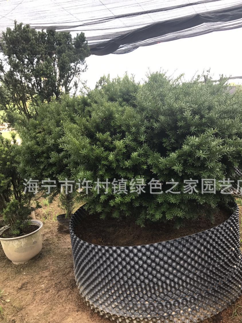 曼地亞紅豆杉 凈化空氣  包成活 批發(fā) 租賃 加盟含紫砂盆