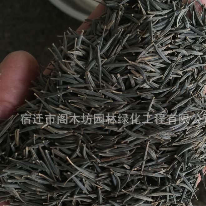 花仙子波斯菊種子 家庭陽臺盆栽 波斯菊 品種 發(fā)芽率高