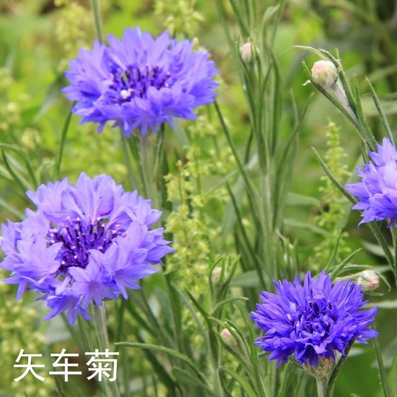 矢车菊种子 蓝芙蓉种子 花卉种子 蓝色矢车菊花 矢车菊花籽 美丽乡村花海种子