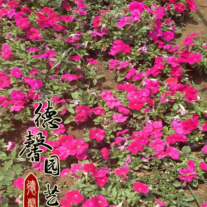 地被植物 矮牽牛苗價(jià)格 基地直銷 矮牽?；ㄤN售 規(guī)格 花色美